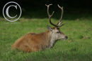Red Deer Stag